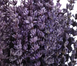 Dehner Trockenblumen > Trockenblumenbund Lavendel, 100g, ca. L45 cm