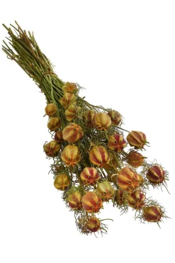 Dehner Trockenblumen > Trockenblumenbund Nigella mit Fruchtstand