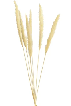 Dehner Trockenblumen > Trockenblumenbund Pampasgras