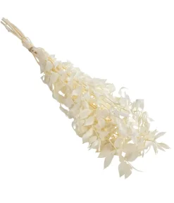 Dehner Trockenblumen - Trockenblumenbund Ruscus Creme
