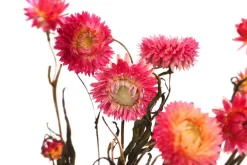 Dehner Trockenblumen - Trockenblumenbund Strohblume Rosa