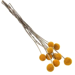 Dehner Trockenblumen - Trockenblumenbund Trommelschlägel Gelb
