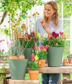 Dehner Sommerblumen > Trommelschlägel 'Golf Beauty'