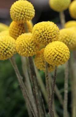 Dehner Sommerblumen > Trommelschlägel 'Golf Beauty'