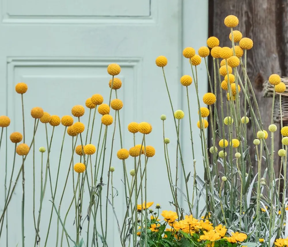 Dehner Sommerblumen > Trommelschlägel 'Golf Beauty'