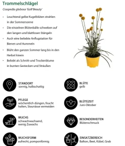 Dehner Sommerblumen > Trommelschlägel 'Golf Beauty'