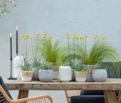 Dehner Sommerblumen > Trommelschlägel 'Golf Beauty'
