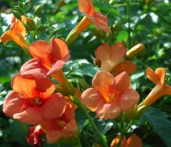 Dehner Kletterpflanzen > Trompetenblume 'Mme. Galen'
