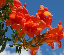 Dehner Kletterpflanzen > Trompetenblume 'Mme. Galen'