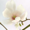 Dehner Laubgehölze|Magnolien - Tulpen-Magnolie 'Alba Superba'