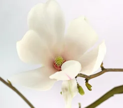 Dehner Laubgehölze|Magnolien - Tulpen-Magnolie 'Alba Superba'