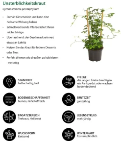 Dehner Unsterblichkeitskraut Grün New