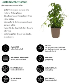 Dehner Garten- & Heilkräuter|Küchenkräuter - Unsterblichkeitskraut Grün