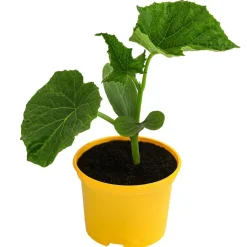 Dehner Zucchini- & Gurkenpflanzen - Urgurke 'Jurassic' Grün