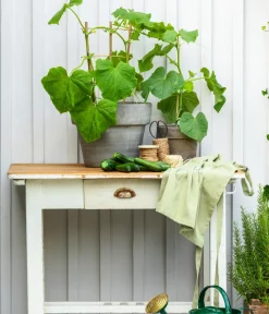 Dehner Zucchini- & Gurkenpflanzen - Urgurke 'Jurassic' Grün