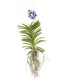 Dehner Orchideen - Vanda-Orchidee - Vanda cultivars, inkl. Aufhänger, verschiedene Farben