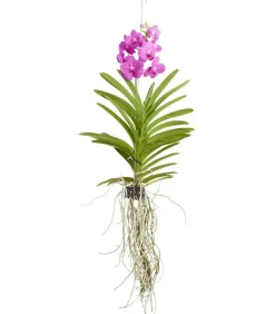 Dehner Orchideen - Vanda-Orchidee - Vanda cultivars, inkl. Aufhänger, verschiedene Farben