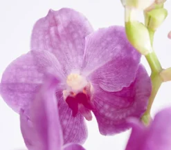 Dehner Orchideen - Vanda-Orchidee - Vanda cultivars, inkl. Aufhänger, verschiedene Farben