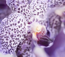 Dehner Orchideen - Vanda-Orchidee - Vanda cultivars, inkl. Aufhänger, verschiedene Farben