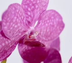Dehner Zimmerpflanzen Mit Übertopf|Orchideen - Vanda-Orchidee - Vanda cultivars im Glas, verschiedene Farben