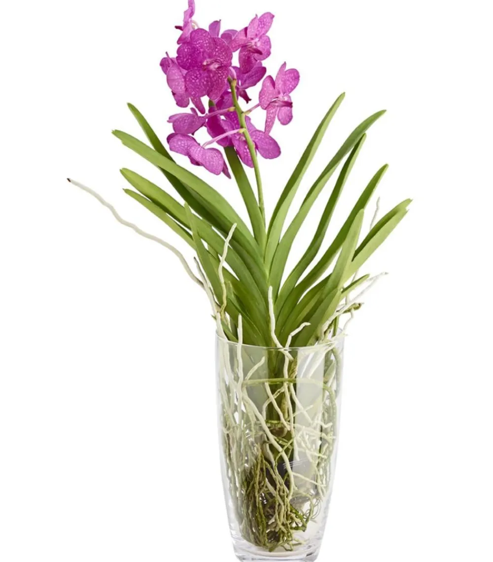 Dehner Zimmerpflanzen Mit Übertopf|Orchideen - Vanda-Orchidee - Vanda cultivars im Glas, verschiedene Farben