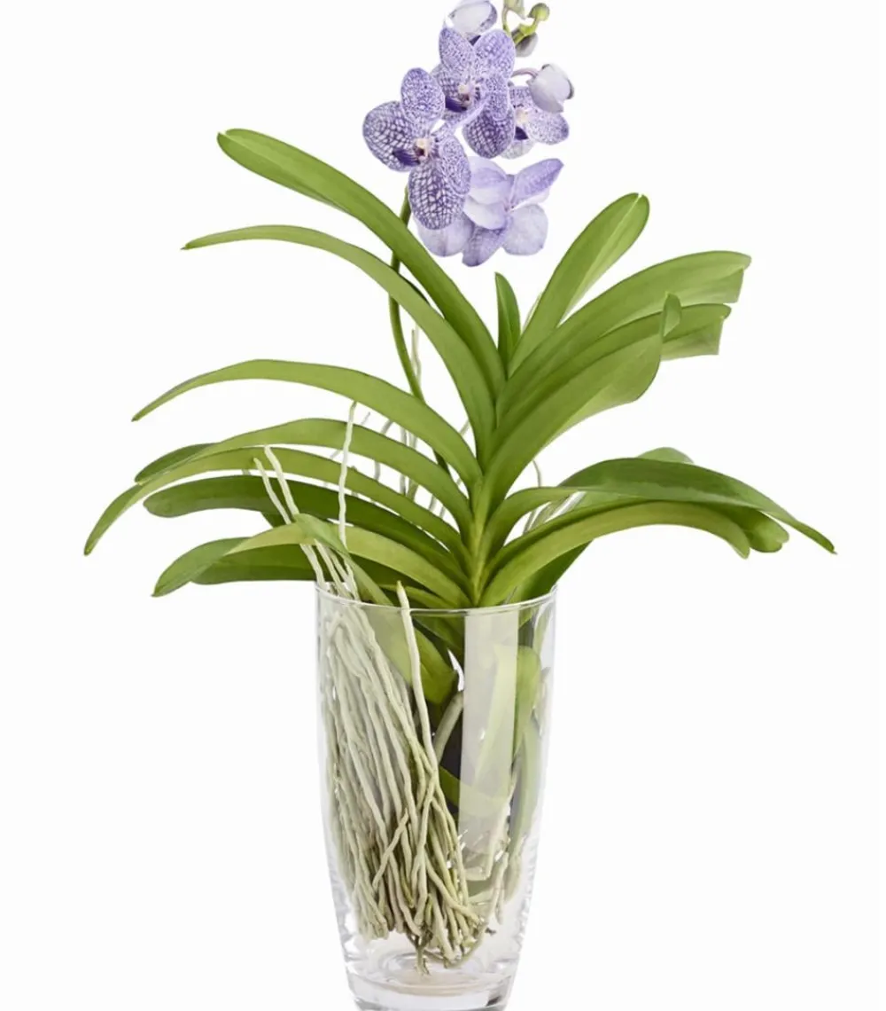 Dehner Zimmerpflanzen Mit Übertopf|Orchideen - Vanda-Orchidee - Vanda cultivars im Glas, verschiedene Farben