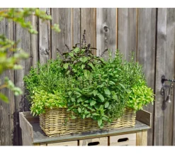 Van der Leeden Pflanzkübel & Blumenkästen > Rattan-Pflanzkasten, braun