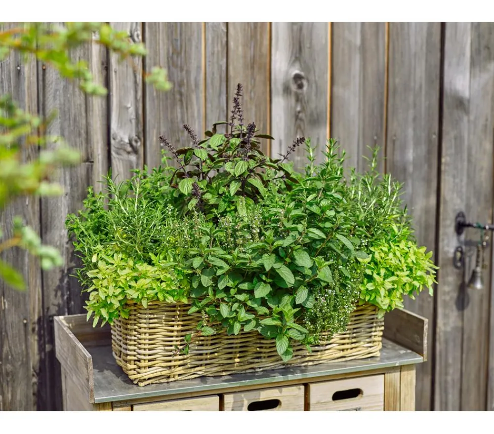 Van der Leeden Pflanzkübel & Blumenkästen > Rattan-Pflanzkasten, braun