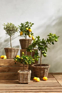 Van der Leeden Mehr Gartendekoration|Blumentöpfe & Übertöpfe > Rattan-Topf, quadratisch, grau-braun