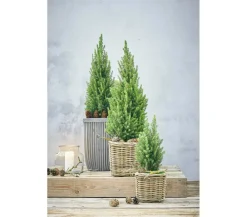 Van der Leeden Mehr Gartendekoration|Blumentöpfe & Übertöpfe > Rattan-Topf, quadratisch, grau-braun