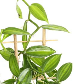 Dehner Vanille-Orchidee - Vanilla planifolia Hellgrün