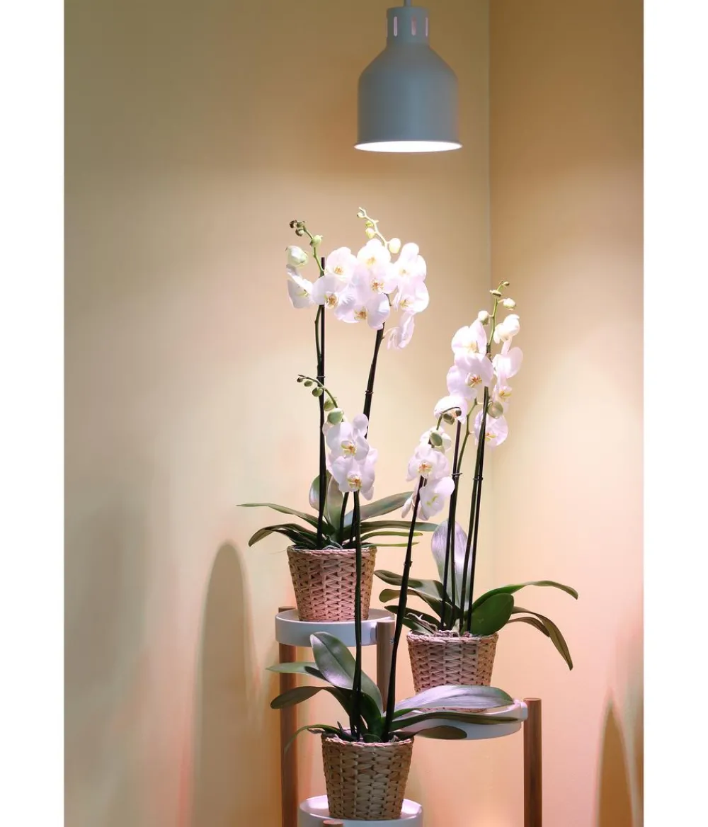 Venso Gewächshaus Zubehör > Lampenschirm Saga für Pflanzenlampe