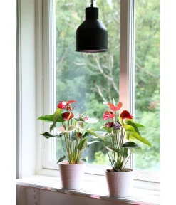 Venso Lampenschirm Saga für Pflanzenlampe Schwarz Online
