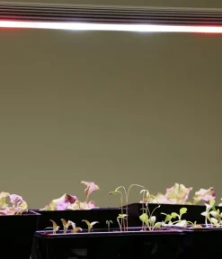 Venso Gewächshaus Zubehör - LED-Anzuchtlampe GrowLight Duo