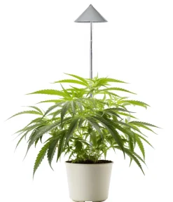 Venso Gewächshaus Zubehör - Pflanzleuchte Canna Sunlite, ca. B19/H95/T42 cm Anthrazit