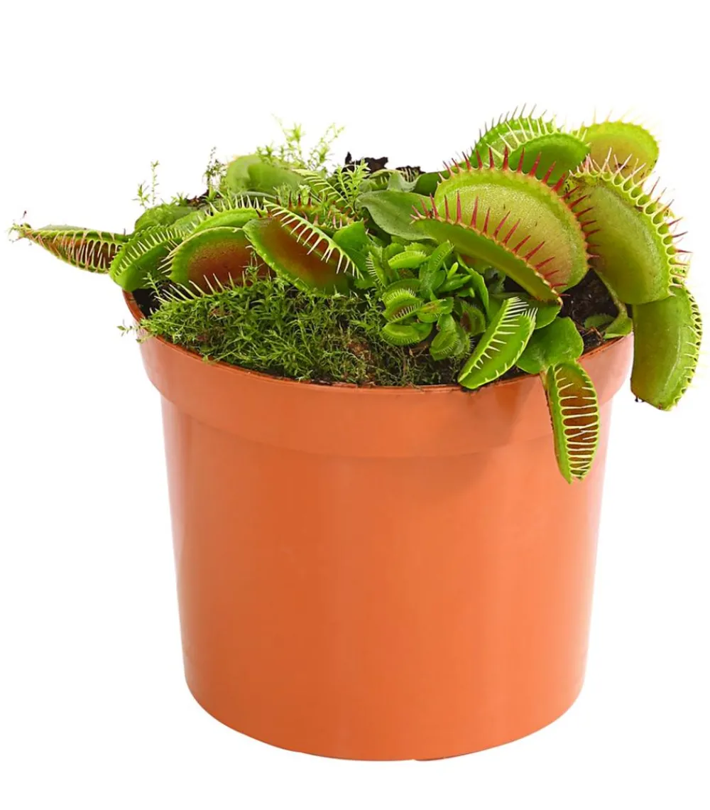 Dehner Venusfliegenfalle - Dionea muscipula Sale