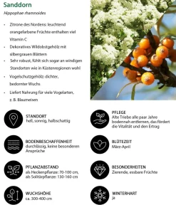 Dehner Vogelschutzhecke Drossel, 4-teilig Clearance