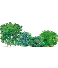 Dehner Hecken-Sets|Sträucher- & Rosen-Sets > Vogelschutzhecke Fink, 4-teilig