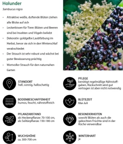 Dehner Hecken-Sets|Sträucher- & Rosen-Sets > Vogelschutzhecke Fink, 4-teilig