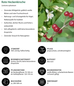 Dehner Hecken-Sets|Sträucher- & Rosen-Sets > Vogelschutzhecke Fink, 4-teilig