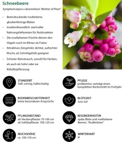 Dehner Hecken-Sets|Sträucher- & Rosen-Sets > Vogelschutzhecke Fink, 4-teilig