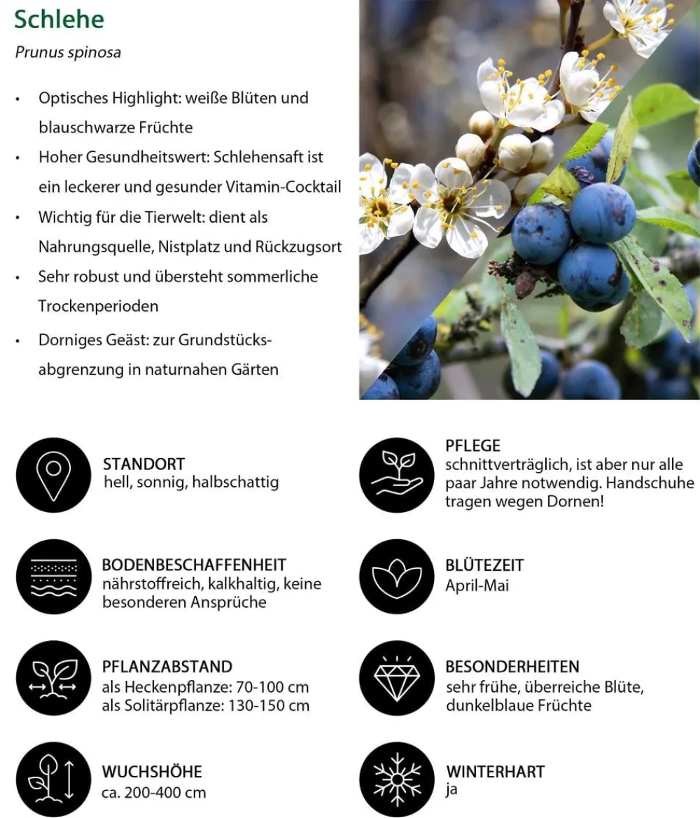 Dehner Hecken-Sets|Sträucher- & Rosen-Sets - Vogelschutzhecke Stieglitz, 4-teilig Grün