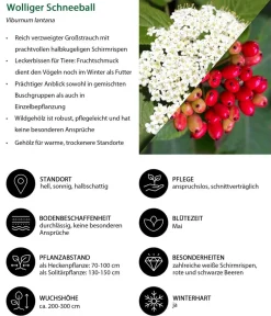 Dehner Hecken-Sets|Sträucher- & Rosen-Sets - Vogelschutzhecke Stieglitz, 4-teilig Grün