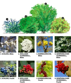 Dehner Hecken-Sets|Sträucher- & Rosen-Sets - Vogelschutzhecke Stieglitz, 4-teilig Grün