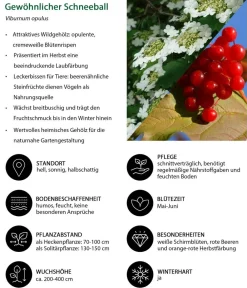 Dehner Hecken-Sets|Sträucher- & Rosen-Sets - Vogelschutzhecke Stieglitz, 4-teilig Grün
