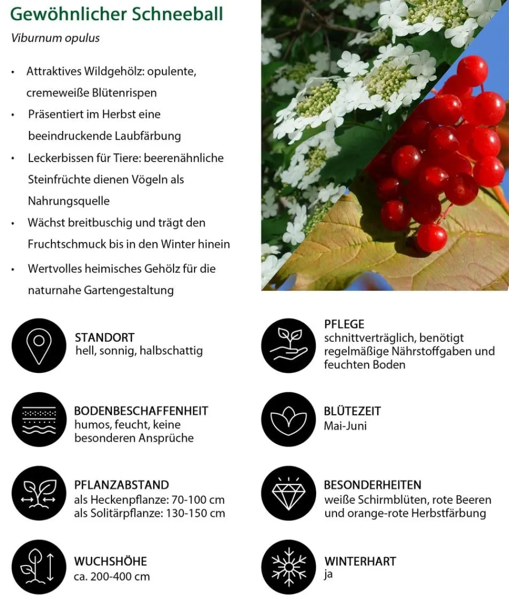Dehner Hecken-Sets|Sträucher- & Rosen-Sets - Vogelschutzhecke Stieglitz, 4-teilig Grün