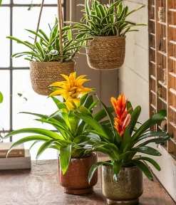 Dehner Vriesea - Bromelia cultivars 'Intenso ' Orange Clearance