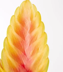 Dehner Bromelien - Vriesea - Bromelia cultivars, verschiedene Sorten