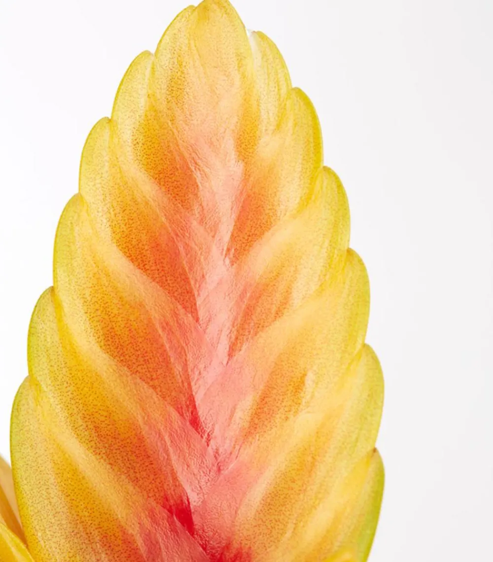 Dehner Bromelien - Vriesea - Bromelia cultivars, verschiedene Sorten