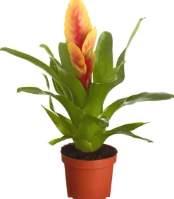Dehner Bromelien - Vriesea - Bromelia cultivars, verschiedene Sorten